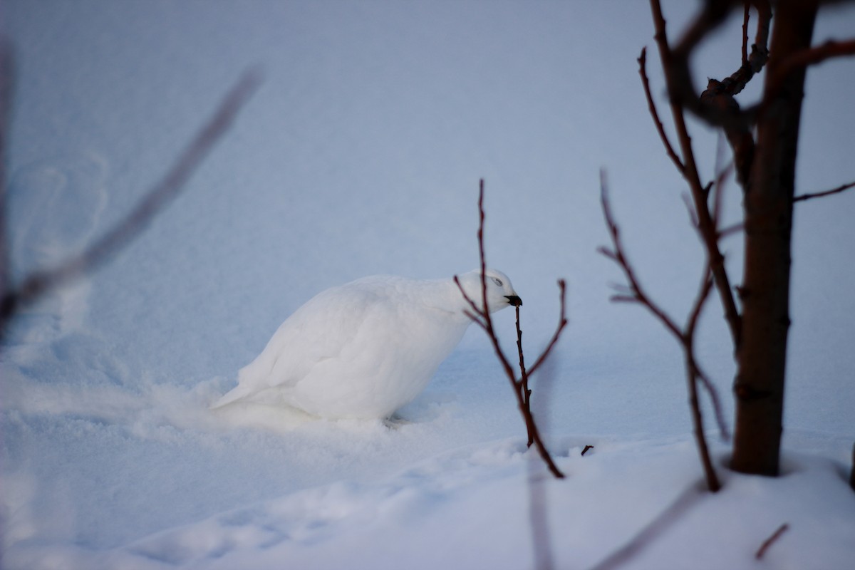 Weißschwanz-Schneehuhn - ML55896231