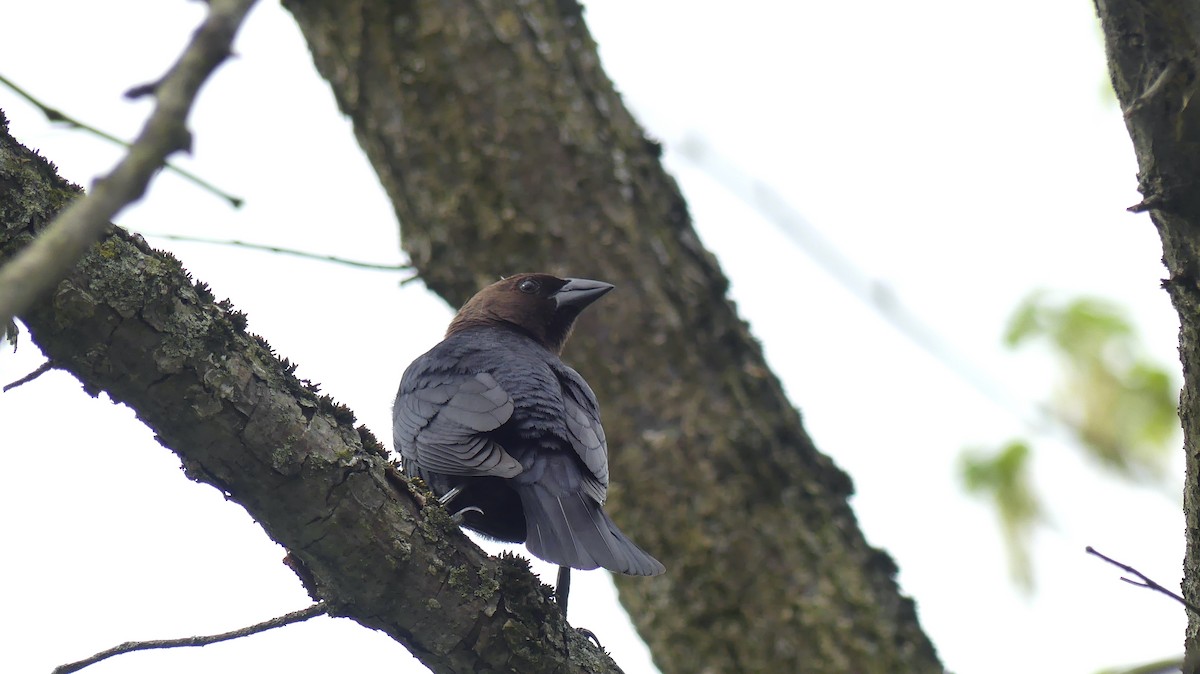 Brown-headed Cowbird - ML558962401