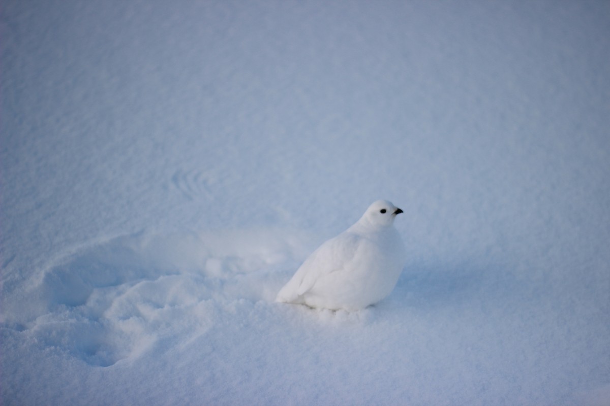 Weißschwanz-Schneehuhn - ML55896241