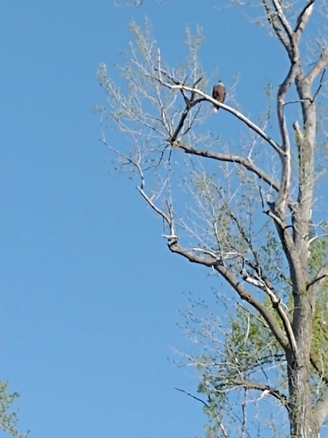 Bald Eagle - ML558964411