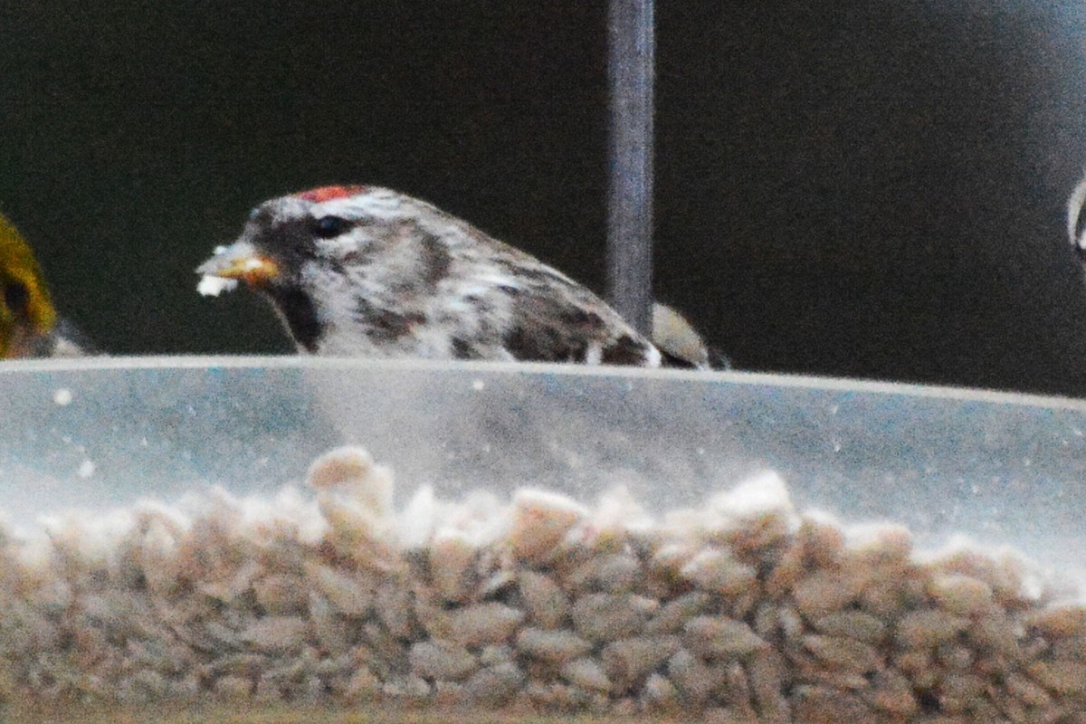 Common Redpoll - ML55896461