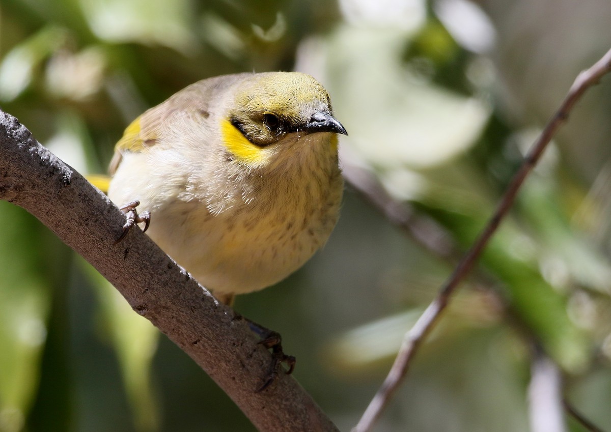 Gray-fronted Honeyeater - ML558965951