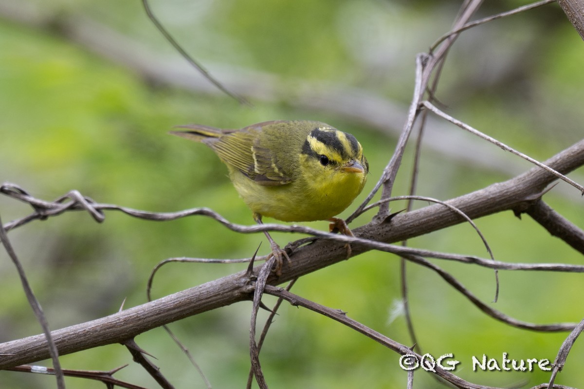 Sulphur-breasted Warbler - ML558967421