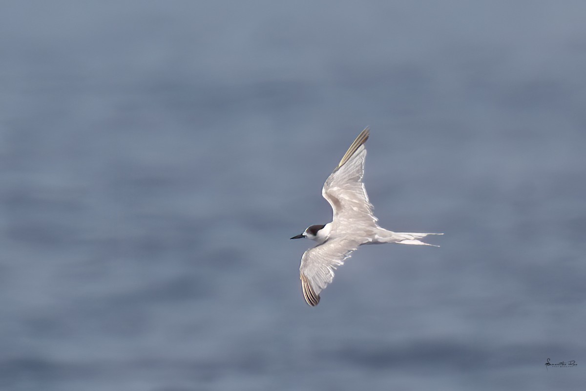 tanımsız Sterninae sp. - ML558968041