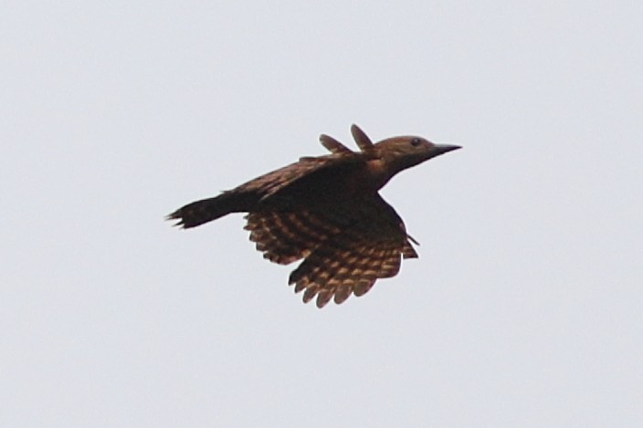 Rufous Woodpecker - Prue Reid