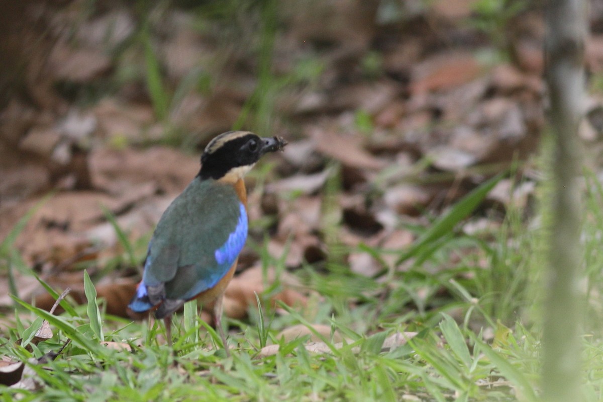 Blue-winged Pitta - Prue Reid