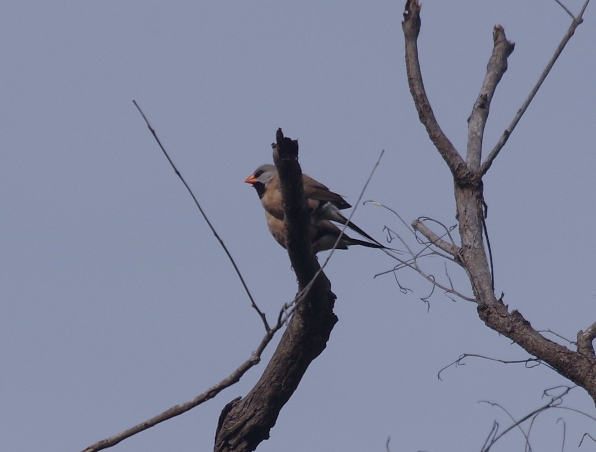 Long-tailed Finch - ML558969511