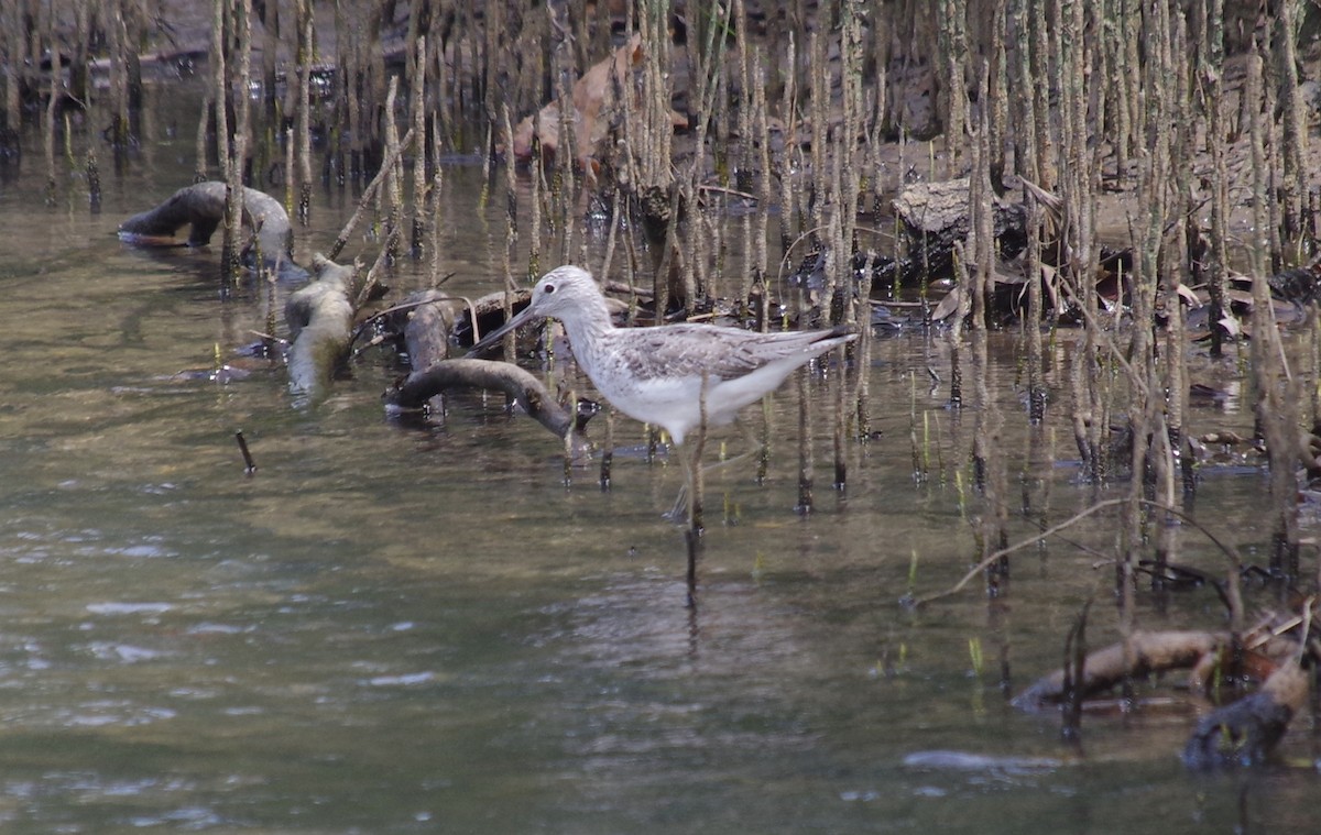 Common Greenshank - ML558970371