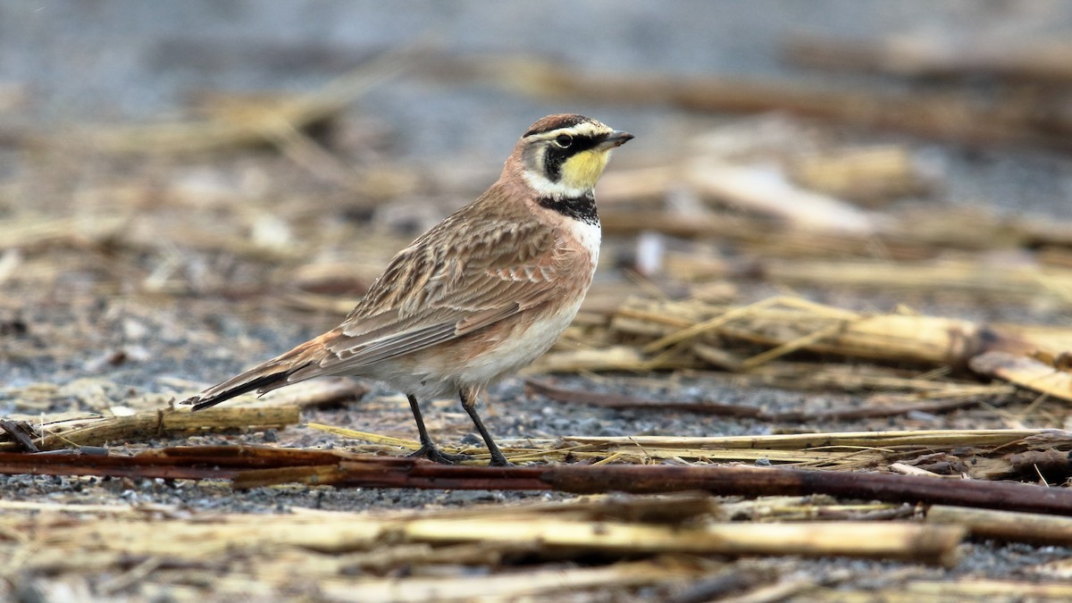 Horned Lark - ML55897061