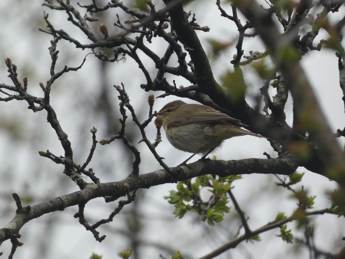 Common Chiffchaff - Thomas Churchyard