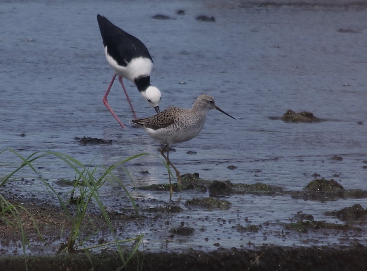 Marsh Sandpiper - ML558971401