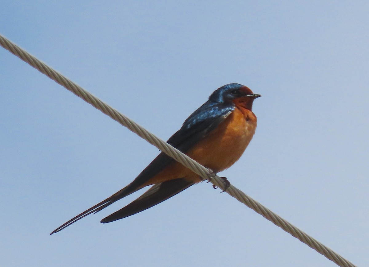 Barn Swallow - Ted Floyd