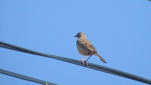 Long-billed Pipit - ML558972861