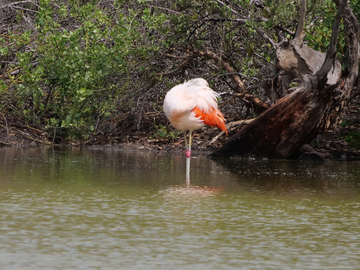 Chilean Flamingo - ML558973271