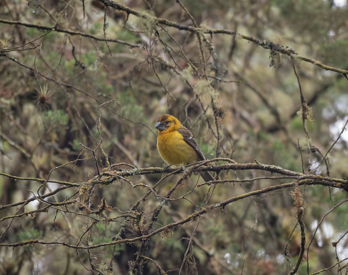 Yellow Grosbeak - ML558973871