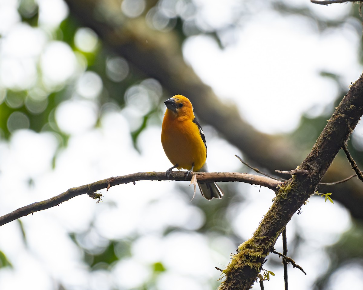 Yellow Grosbeak - ML558973911