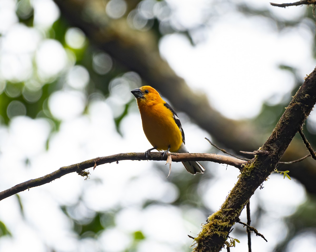 Yellow Grosbeak - ML558973921