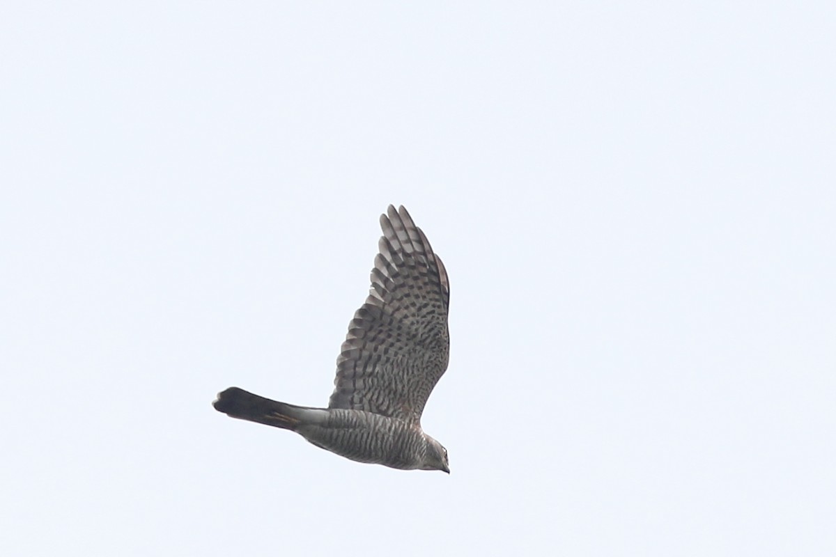 Japanese Sparrowhawk - Prue Reid