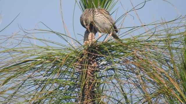 Pipit montagnard - ML558974021