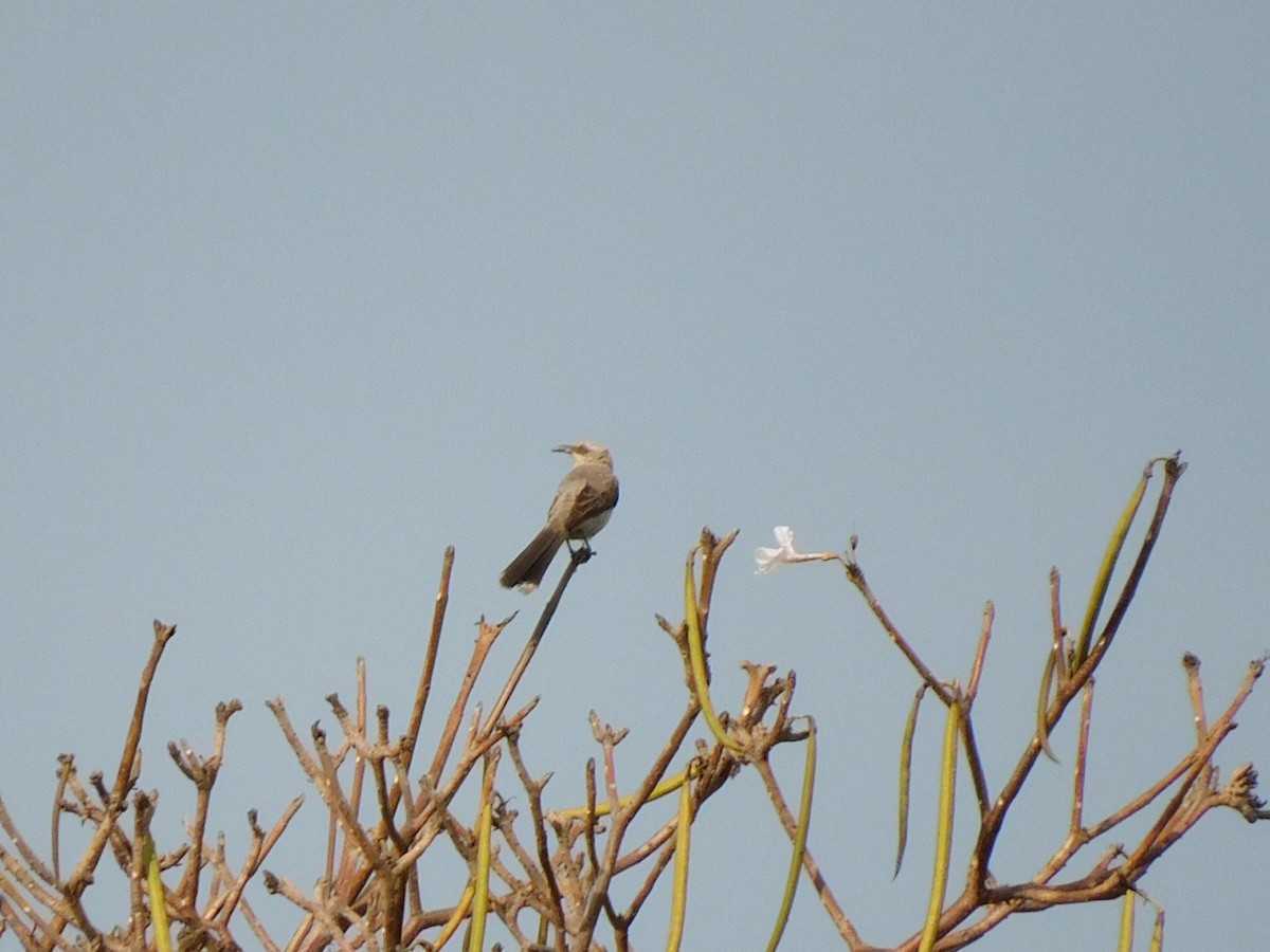 Tropical Mockingbird - ML558974031