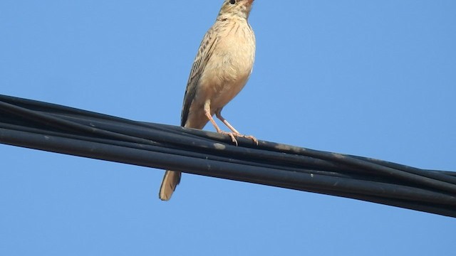 Long-billed Pipit - ML558974191