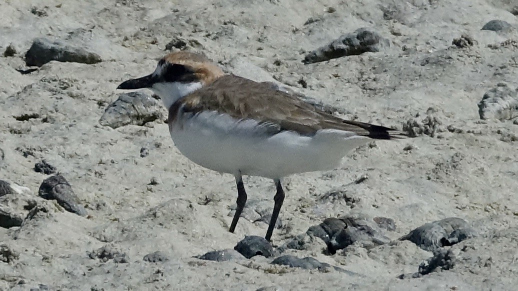 Greater Sand-Plover - ML558974981