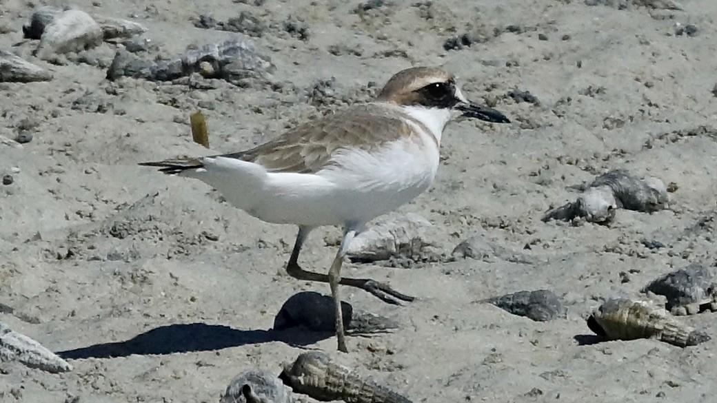 Greater Sand-Plover - Jan Ekkers