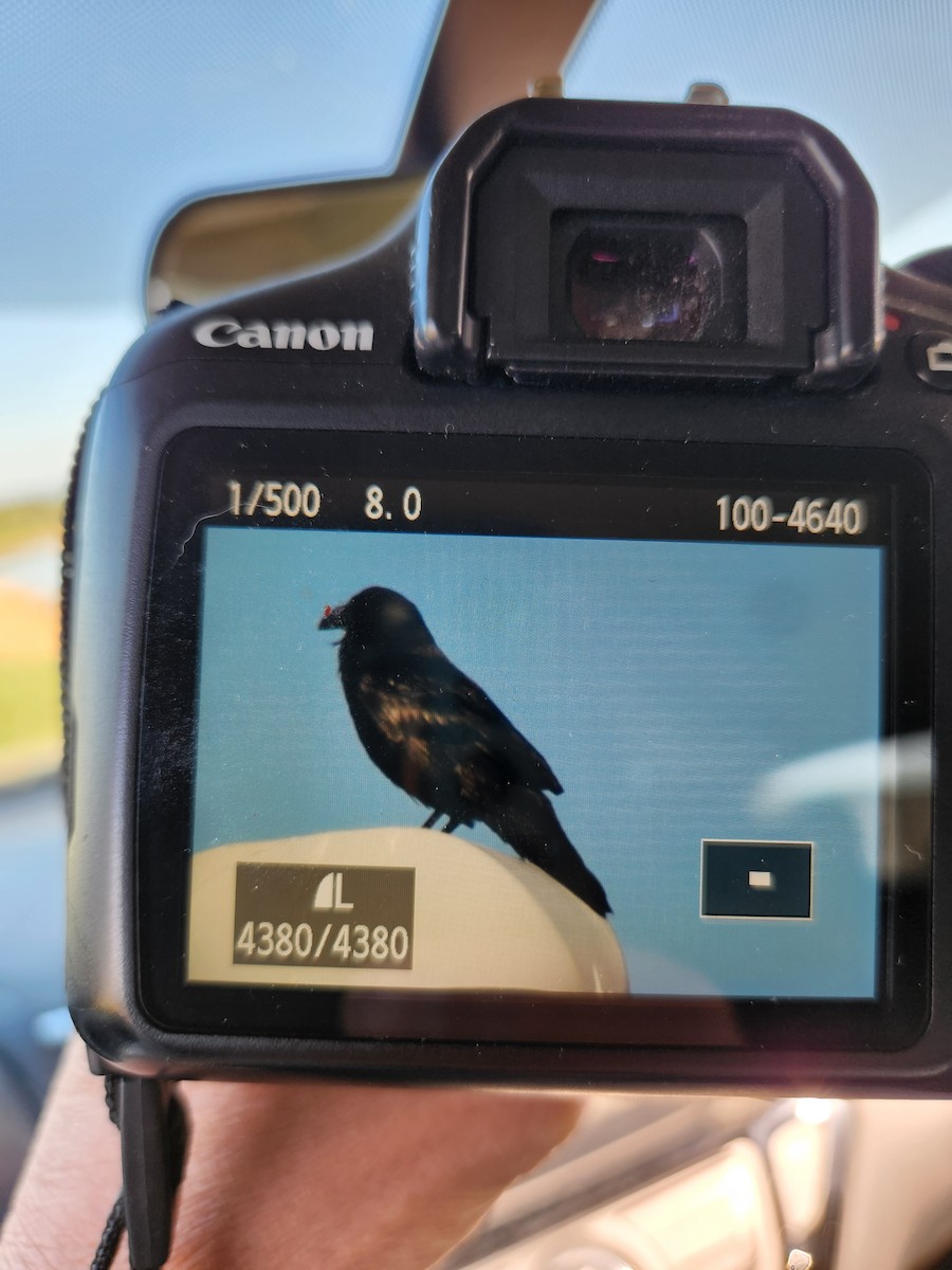 Common Raven - ML558975341