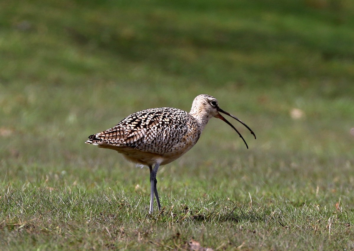 Long-billed Curlew - ML558975861