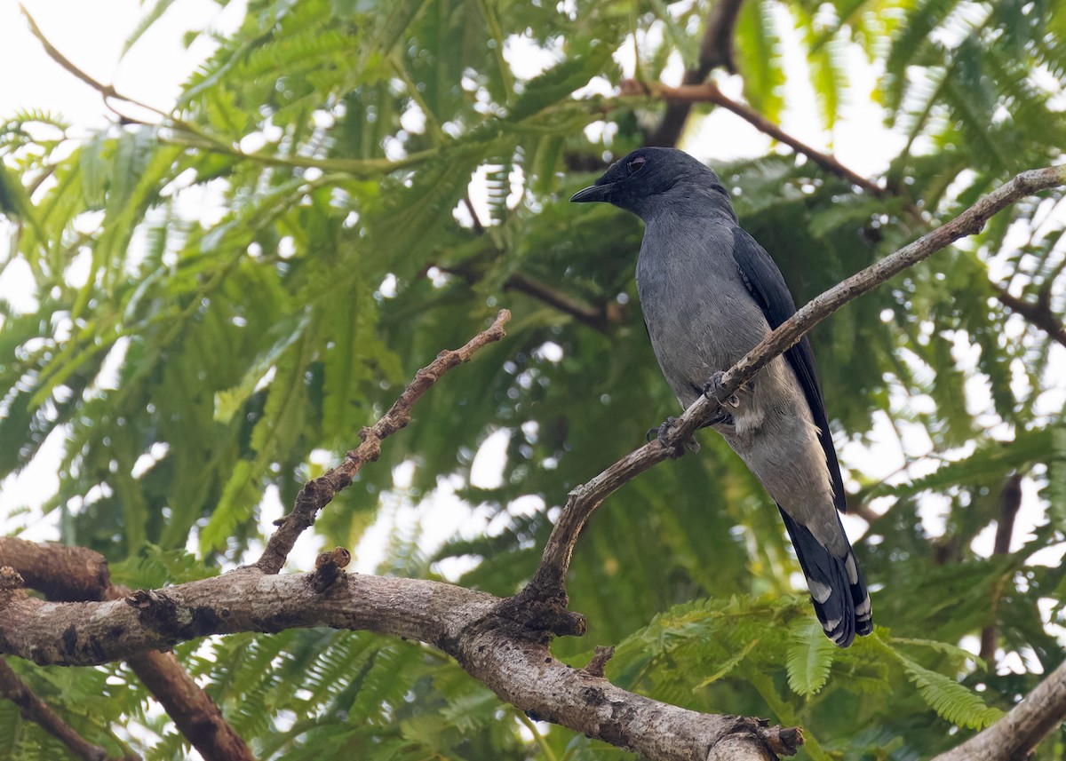 Lesser Cuckooshrike - Ayuwat Jearwattanakanok