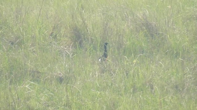 Bengal Florican - ML558977151