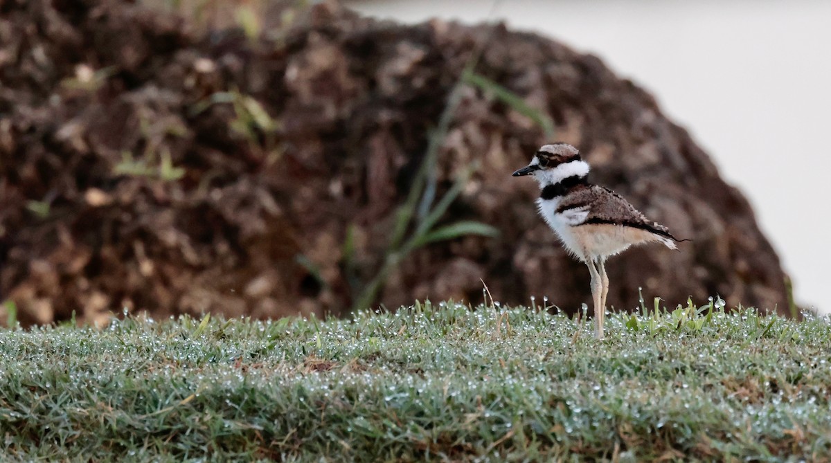 Killdeer - Harold Brewer