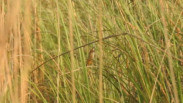 Jerdon's Babbler - ML558977781