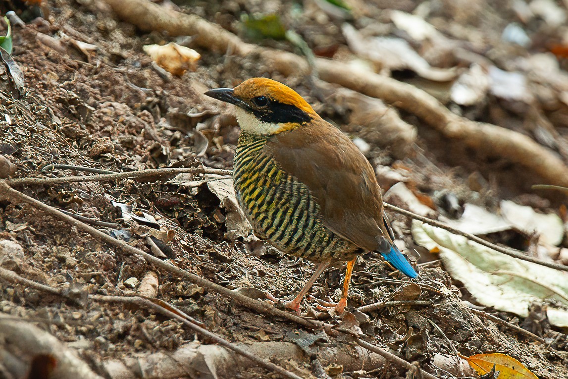 Gurney's Pitta - Francesco Veronesi