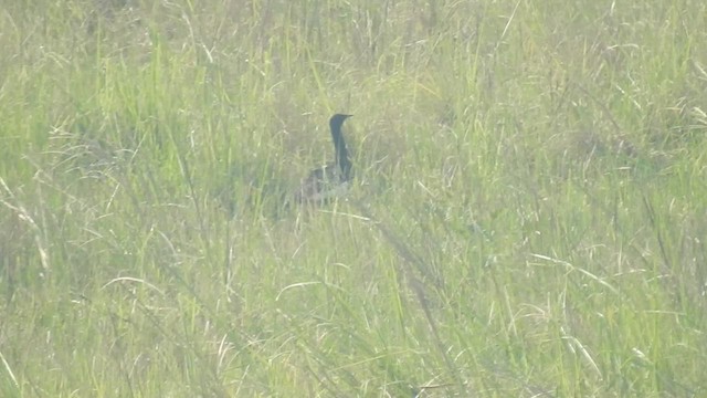 Bengal Florican - ML558978641