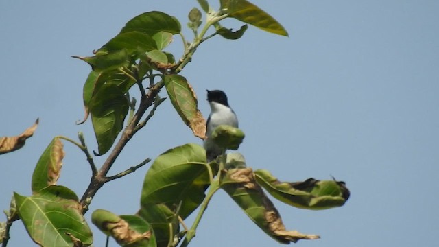 Jerdon's Bushchat - ML558979131