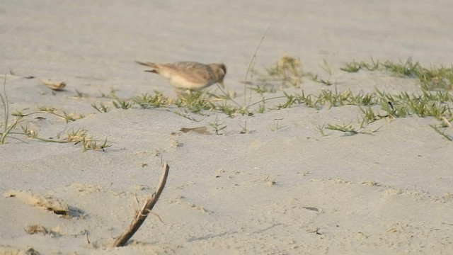 Sand Lark - ML558979771