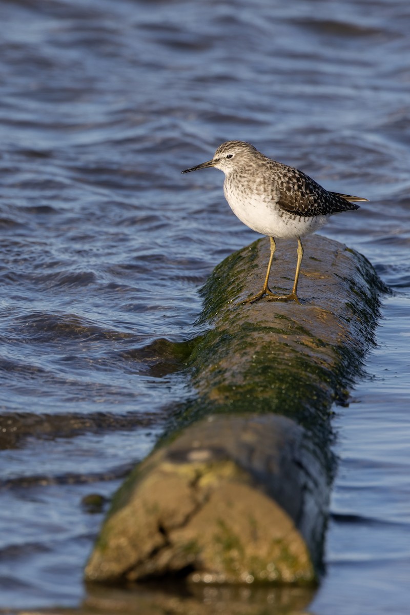 Wood Sandpiper - ML558980411