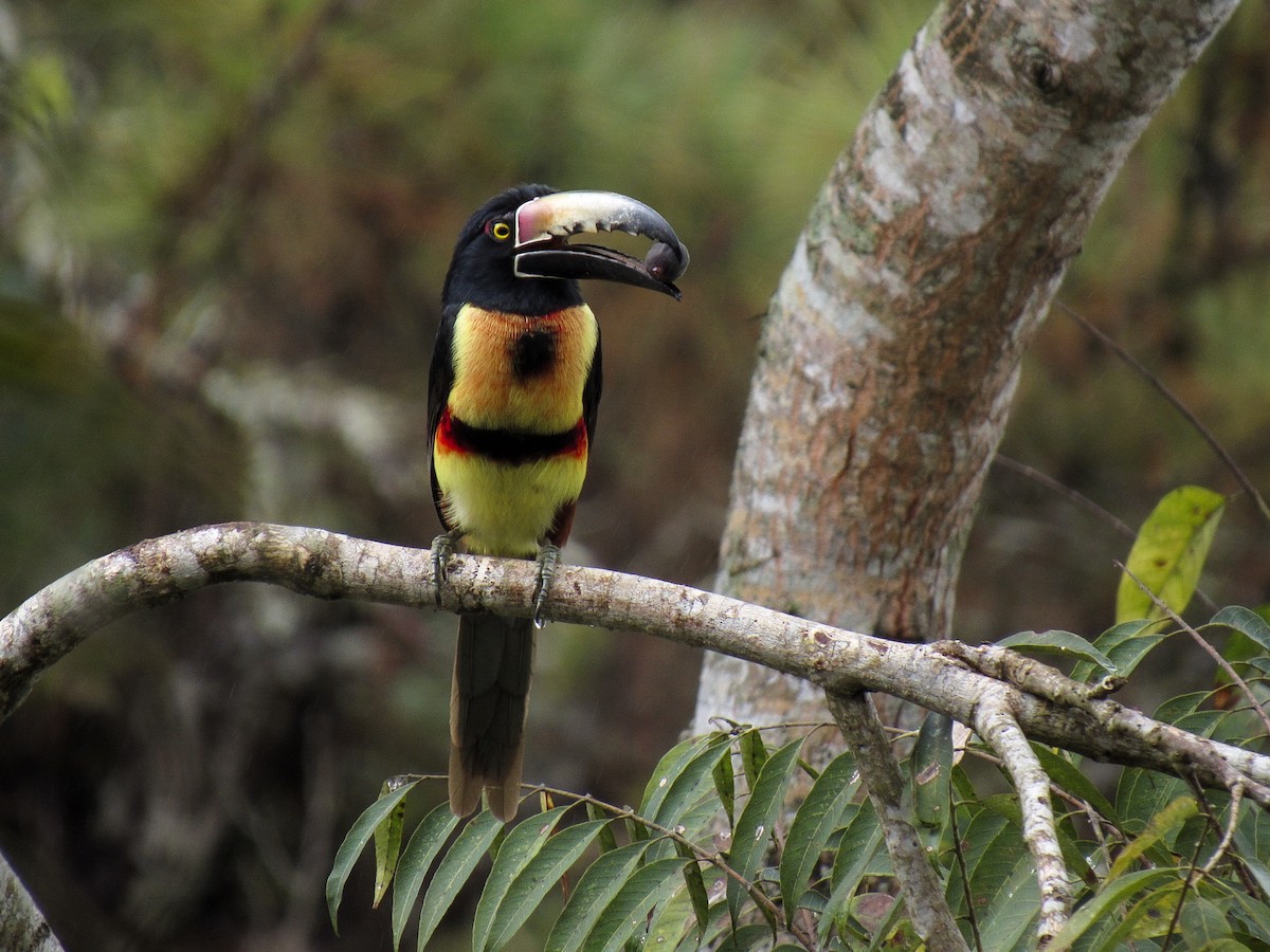 Collared Aracari - ML558981211