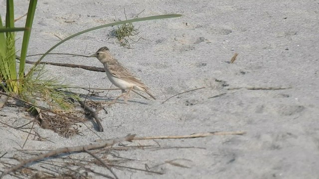 Sand Lark - ML558981451