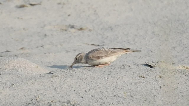 Sand Lark - ML558981471