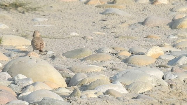 Ashy-crowned Sparrow-Lark - ML558981591