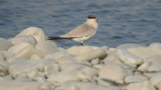 Small Pratincole - ML558982081