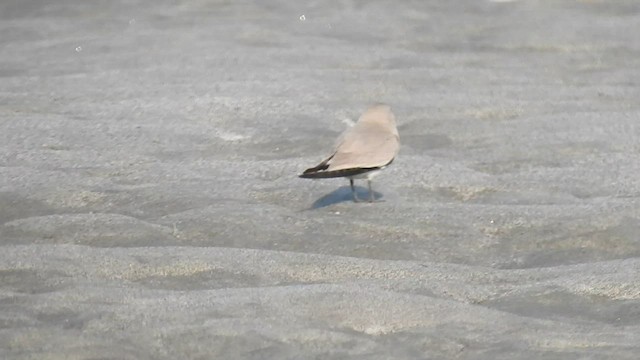 Small Pratincole - ML558982091