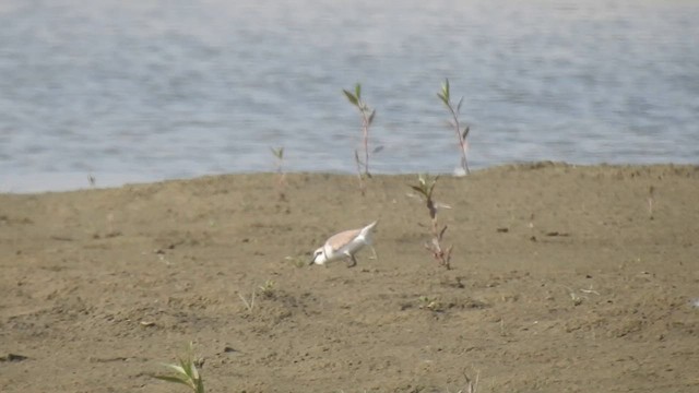 Kentish Plover - ML558982691