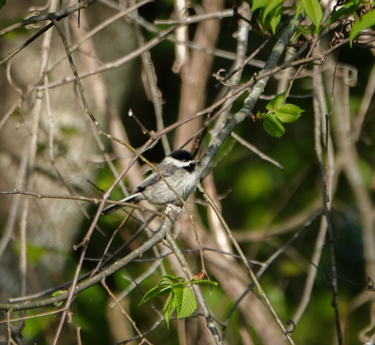 Carolina Chickadee - ML558983101