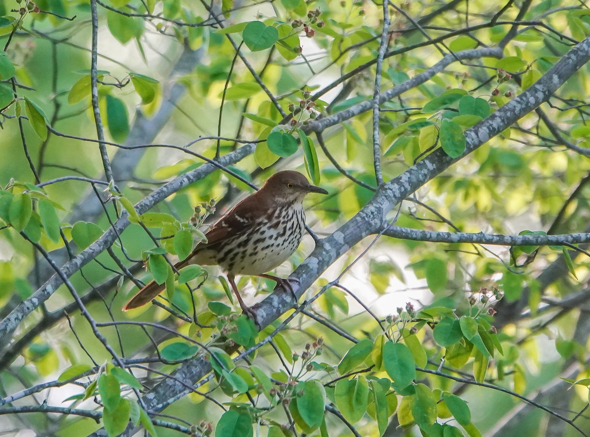 Brown Thrasher - ML558983131