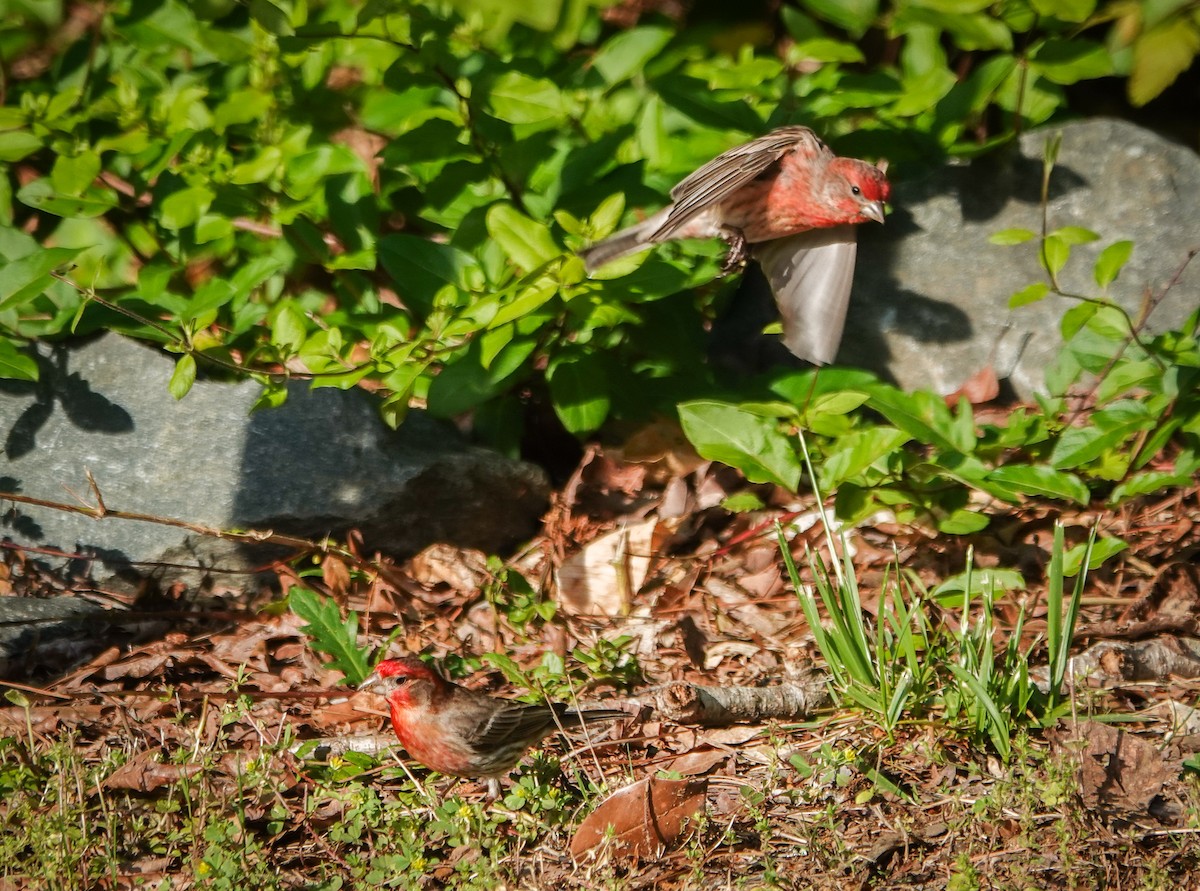 House Finch - ML558983211