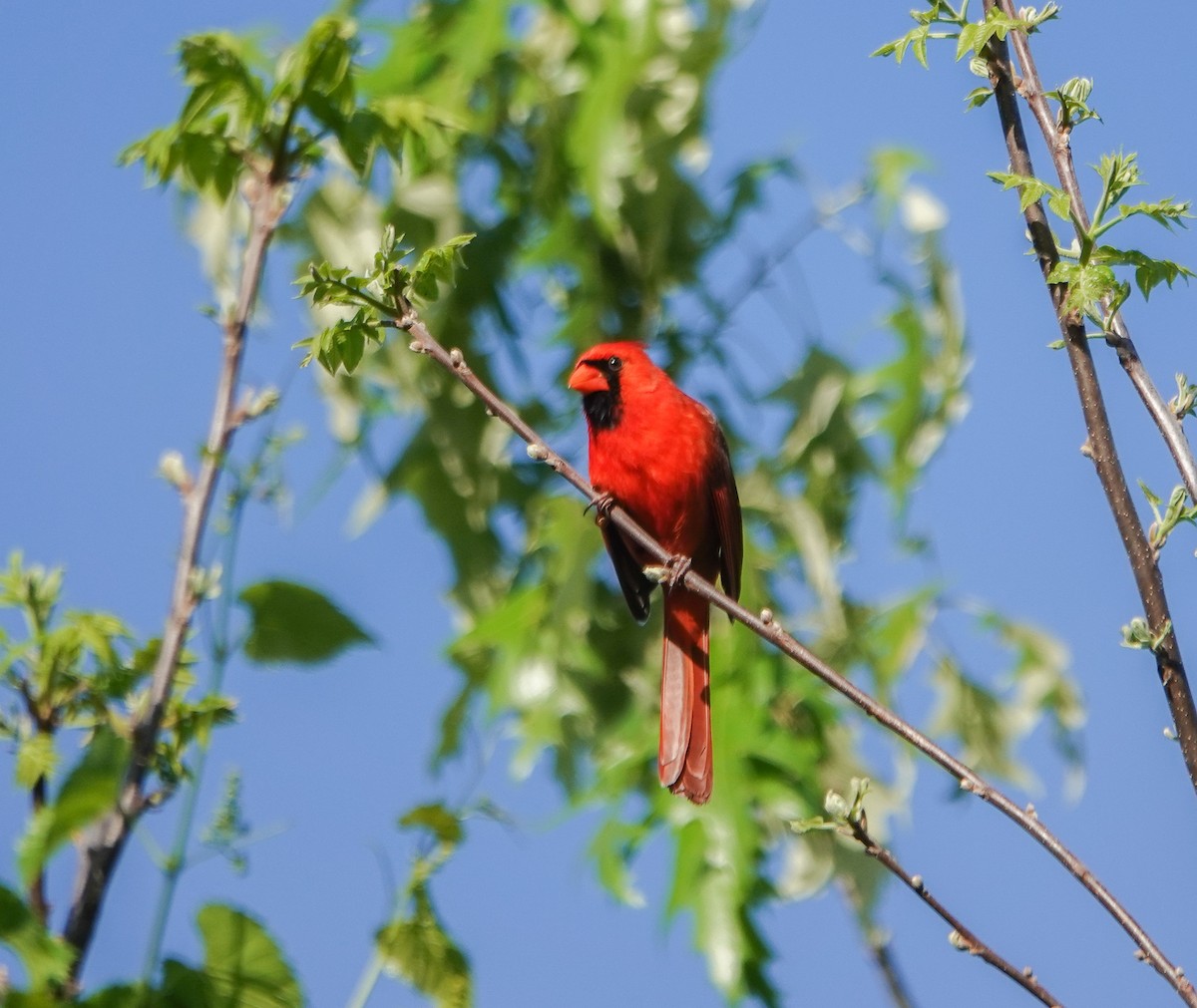 Northern Cardinal - Dave Hart