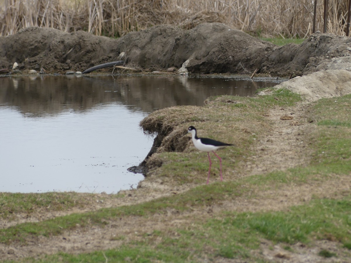 Black-necked Stilt - Felip Holbrook